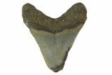 Bargain, Megalodon Tooth - North Carolina #152961-1